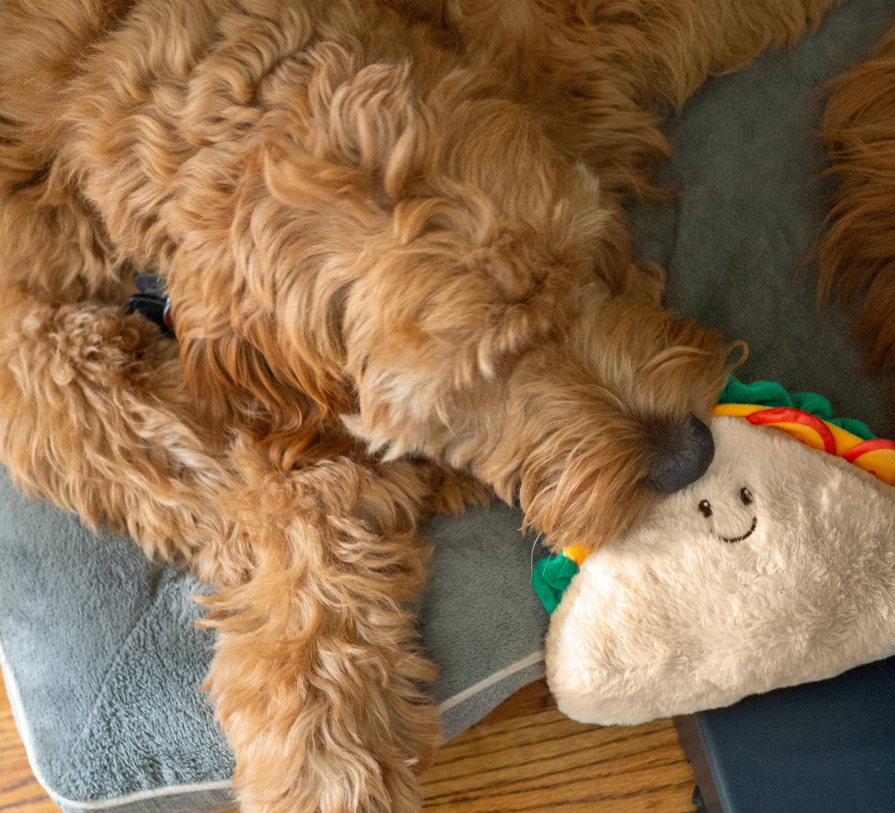 ThoozyPet Sandwich Dog Toy 8”