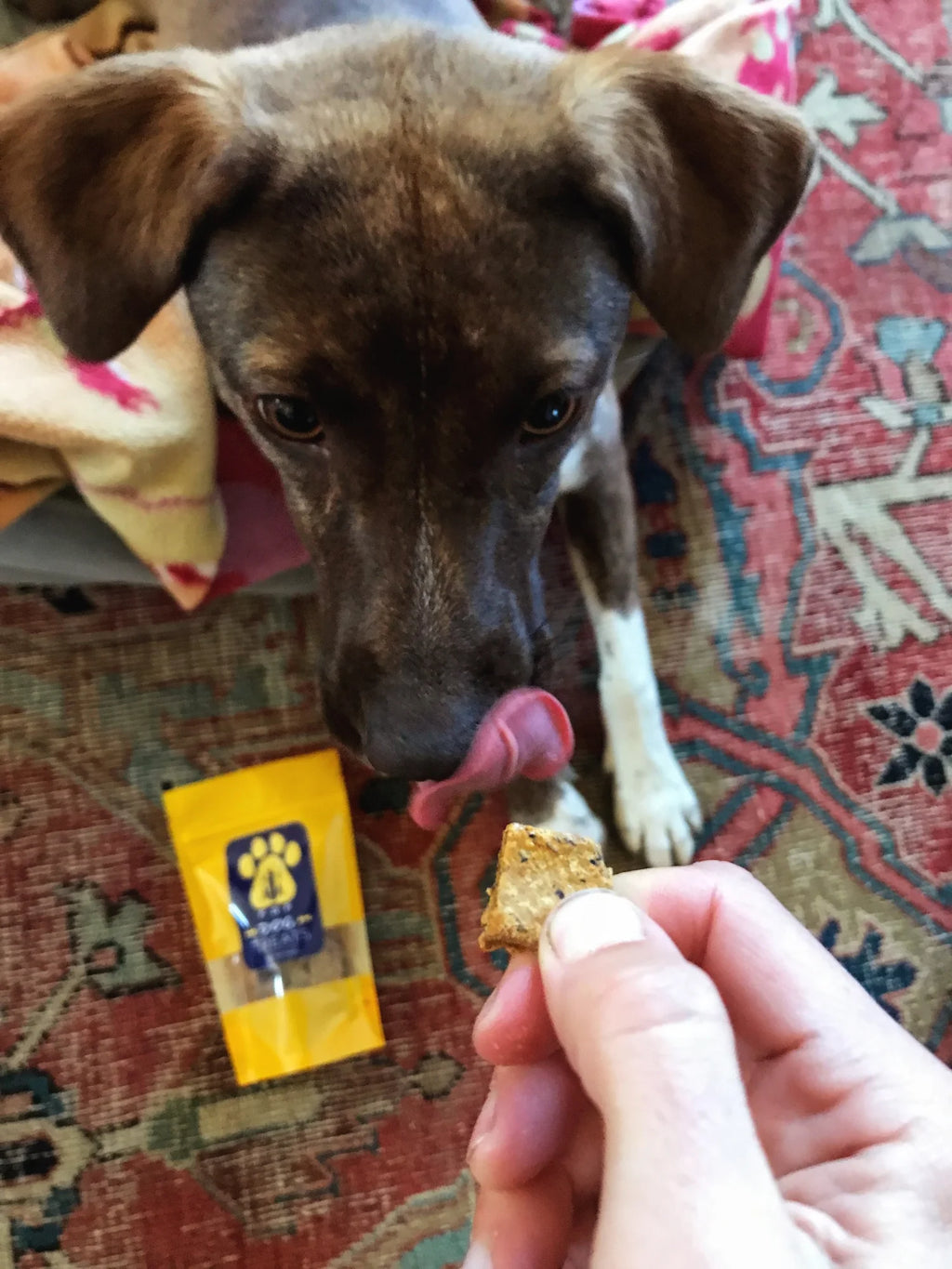 Fifth Dimensional Dog Treats